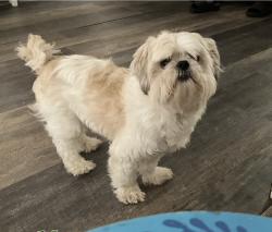 Reunited Male Dog last seen Rockaway Blvd, Queens, NY 11436