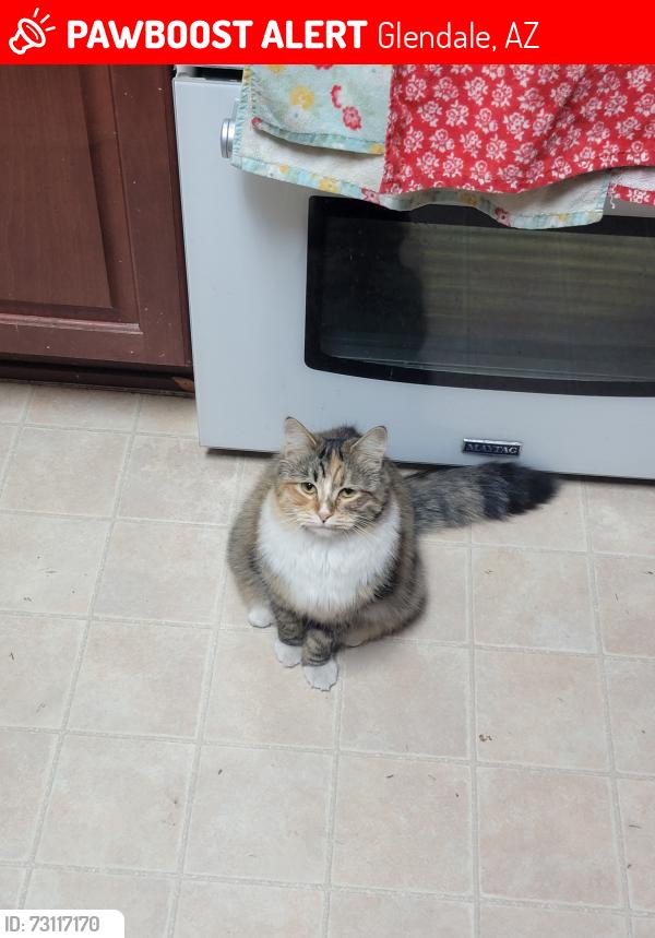 Lost Female Cat last seen Freeway Lane & 57th ave, Glendale, AZ 85302