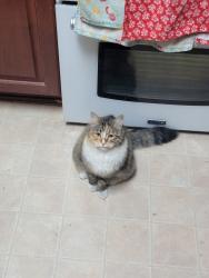 Lost Female Cat last seen Freeway Lane & 57th ave, Glendale, AZ 85302