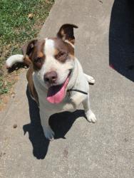 Reunited Male Dog last seen Maxie Ave, Greenville, SC 29611