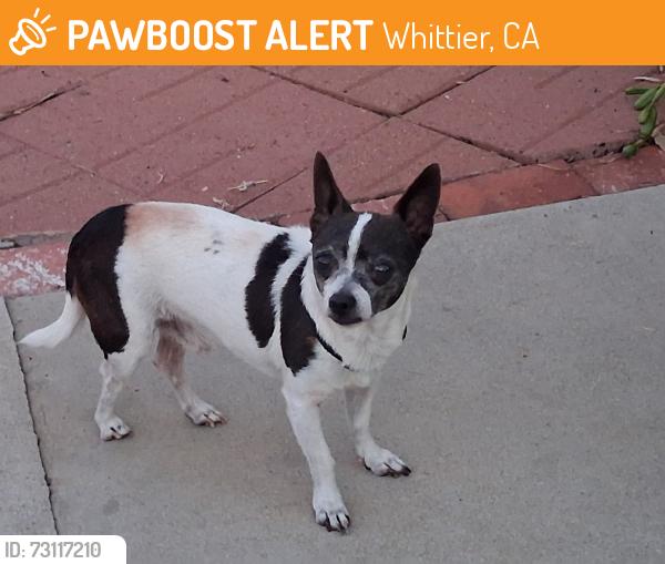 Found/Stray Male Dog last seen leffingwell an meyer, Whittier, CA 90604