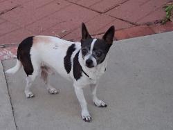 Found/Stray Male Dog last seen leffingwell an meyer, Whittier, CA 90604
