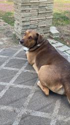 Reunited Female Dog last seen Skyline Ridge, Tulsa, OK 74127