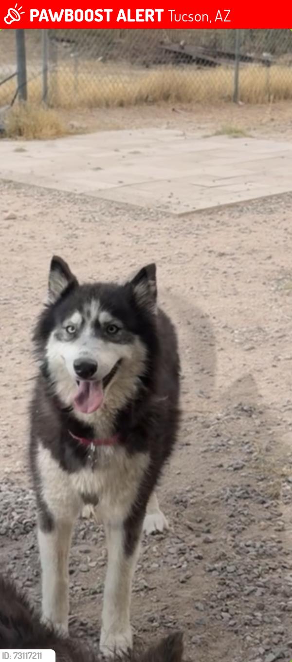 Lost Female Dog last seen Trader joes, Tucson, AZ 85712