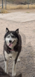 Lost Female Dog last seen Trader joes, Tucson, AZ 85712