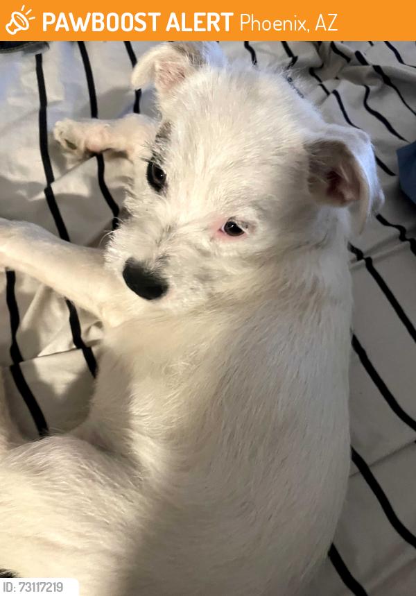 Found/Stray Female Dog last seen Near ave ang glenrosa, Phoenix, AZ 85017