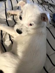 Found/Stray Female Dog last seen Near ave ang glenrosa, Phoenix, AZ 85017