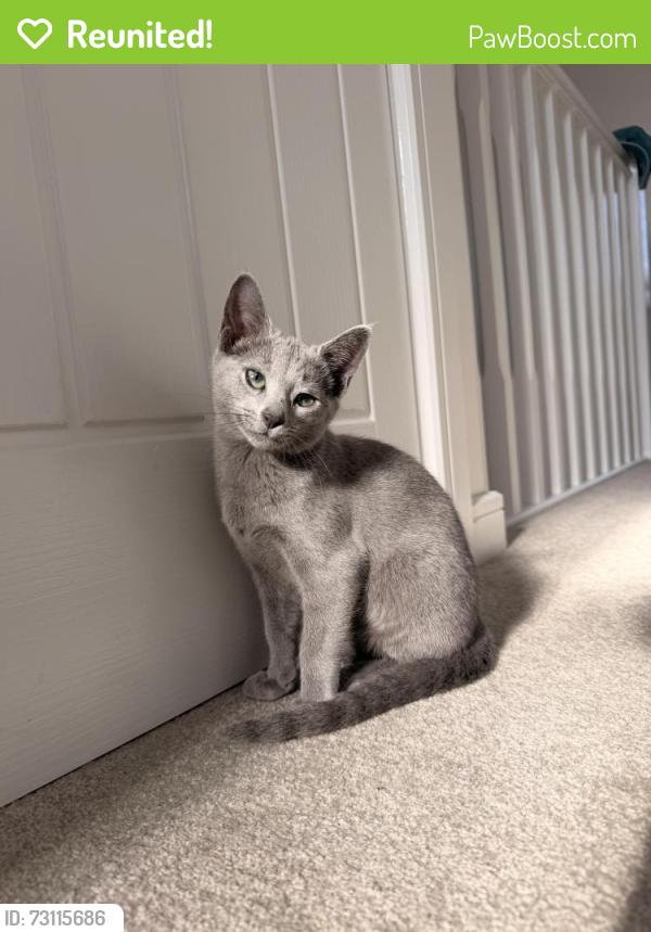 Reunited Female Cat last seen IP2 8NE, Suffolk, England IP2 8NE