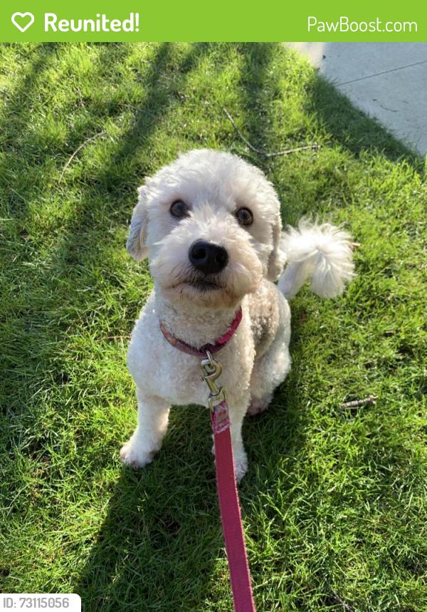 Reunited Female Dog last seen At 32 Ave and Crown, Vancouver, BC V6S 0H4