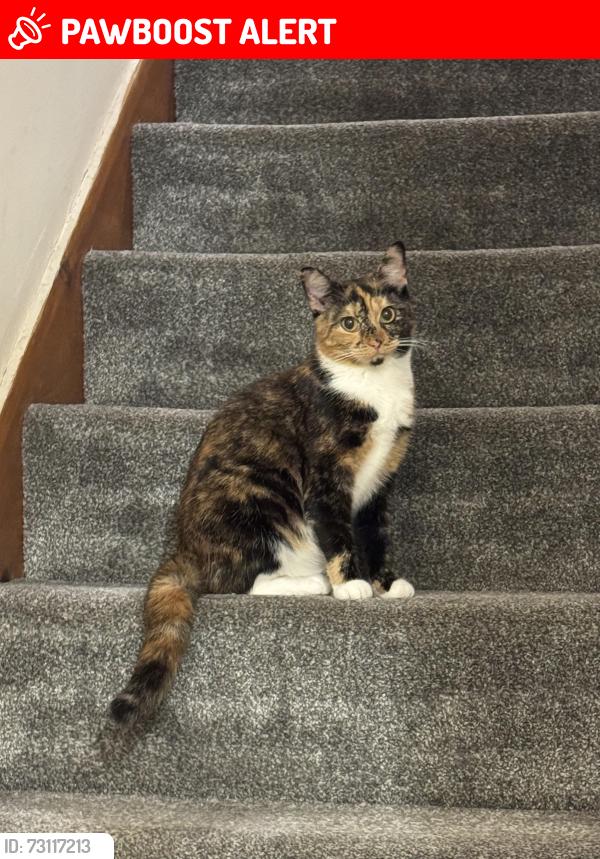 Lost Female Cat last seen Kingsway, Greater Manchester, England 