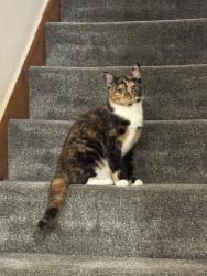 Lost Female Cat last seen Kingsway, Greater Manchester, England 