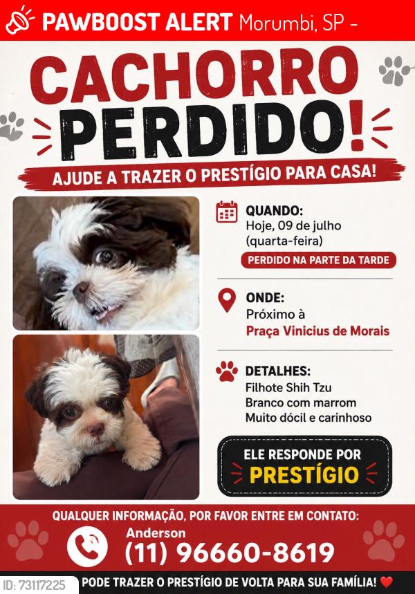 Lost Male Dog last seen Av Vicente Paiva, Morumbi, SP 05614-140