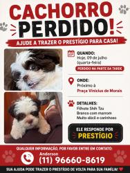 Lost Male Dog last seen Av Vicente Paiva, Morumbi, SP 05614-140