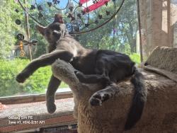 Lost Male Cat last seen Park Lane, Cedarburg, WI 53012