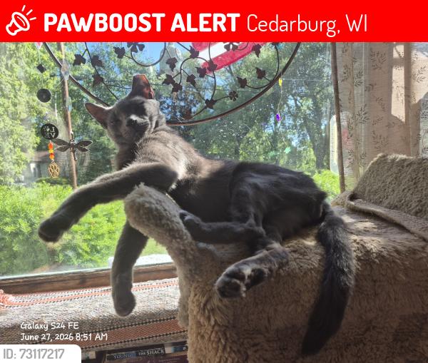 Lost Male Cat last seen Park Lane, Cedarburg, WI 53012