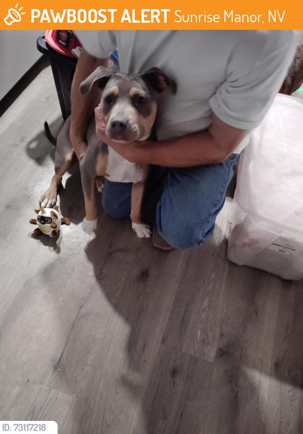 Found/Stray Female Dog last seen Toyiabe and castlemont, Sunrise Manor, NV 89156