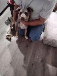 Found/Stray Female Dog last seen Toyiabe and castlemont, Sunrise Manor, NV 89156