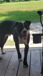 Reunited Male Dog last seen Holder Rd and Kentyrewiod Farm Rd, Sanford, NC 27332