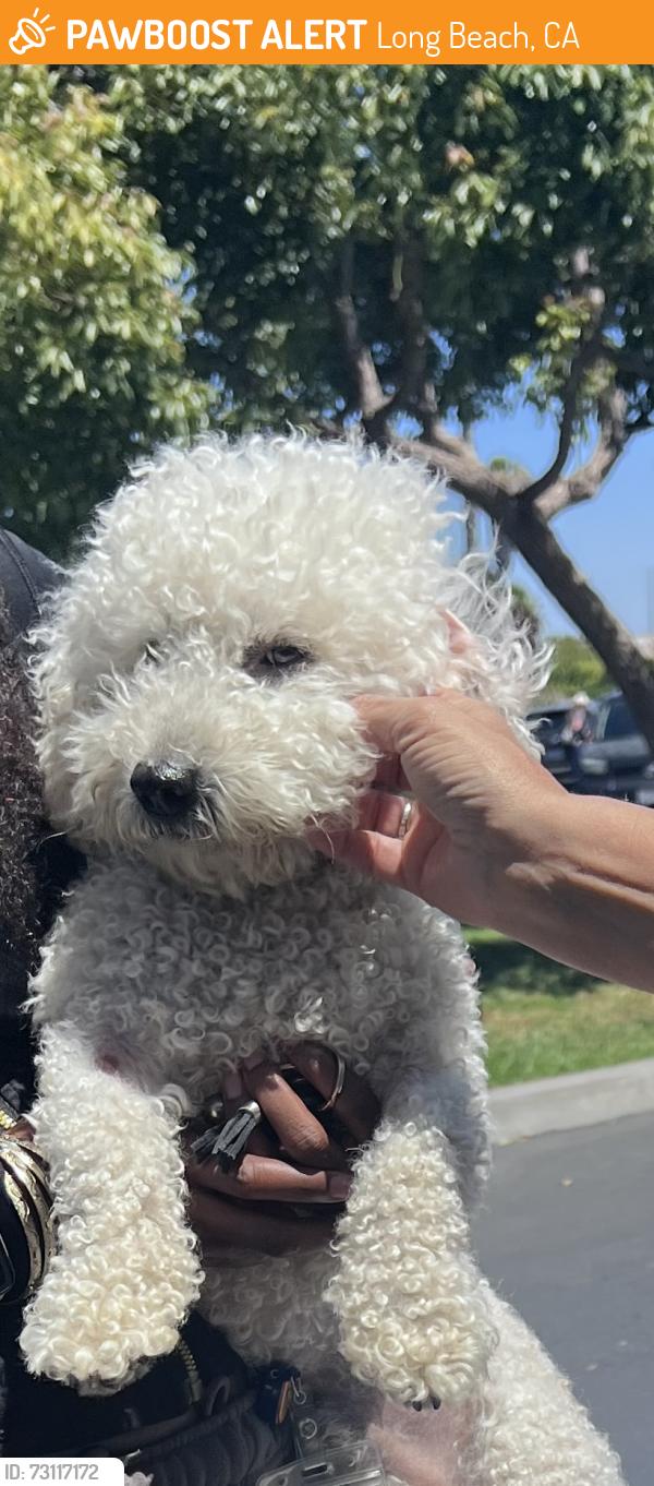 Found/Stray Male Dog last seen Near E car, Long Beach, CA 90805
