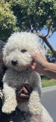 Found/Stray Male Dog last seen Near E car, Long Beach, CA 90805