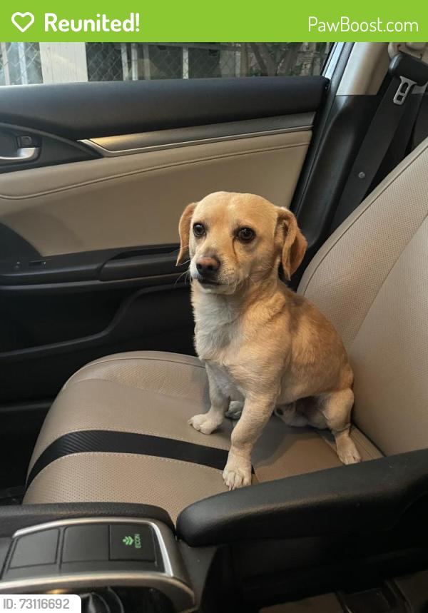Reunited Male Dog last seen Santa fe, San Jacinto, CA 92583