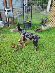 Reunited Male Dog last seen cr 4701, Dayton, TX 77535
