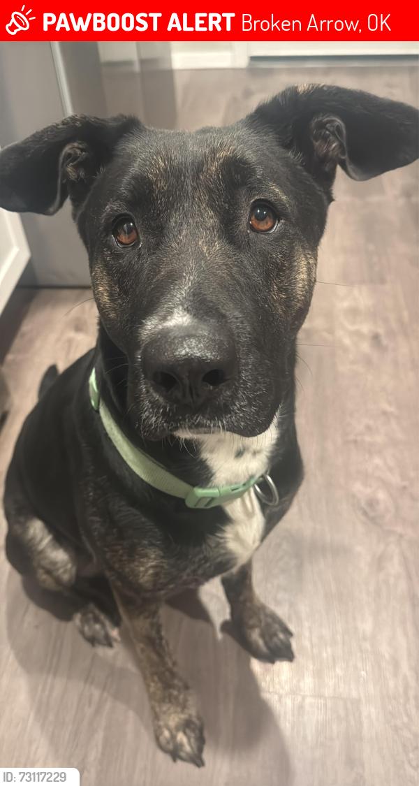 Lost Female Dog last seen Near E 79th Pl S, Broken Arrow, OK 74014