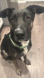 Lost Female Dog last seen Near E 79th Pl S, Broken Arrow, OK 74014