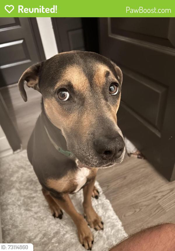 Reunited Female Dog last seen Near Jennifer Way New Braunfels TX 78130 United States, New Braunfels, TX 78130