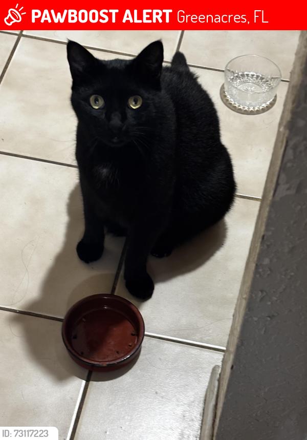 Lost Male Cat last seen Near pinehurst dr Greenacres Florida, Greenacres, FL 33467