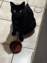 Lost Male Cat last seen Near pinehurst dr Greenacres Florida, Greenacres, FL 33467