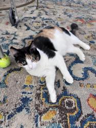 Reunited Female Cat last seen East 152nd St & Aspinwall Ave, Cleveland, OH 44110
