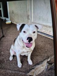 Reunited Female Dog last seen Bullard and cedar, Fresno, CA 93710