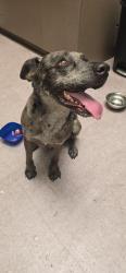 Reunited Male Dog last seen 48th Street and Broadway, Phoenix, AZ 85040