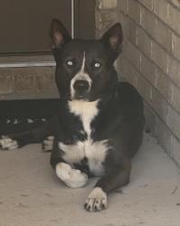 Shelter Stray Female Dog last seen Near devils river, Zone 4, TX, 8755 Farm to Market 1516, Converse, TX 78109, USA