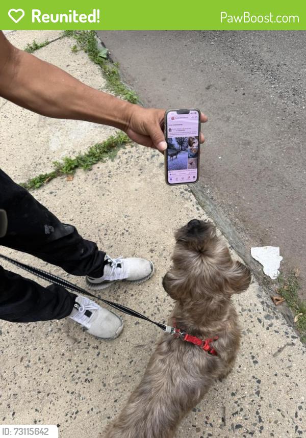Reunited Male Dog last seen Pacific Street & Oliver Street, Newark, NJ 07108