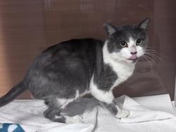 Shelter Stray Male Cat last seen Near Walden brooks dr, lithonia GA 30038, 30038, GA, 3280 Chamblee Dunwoody Rd, Chamblee, GA 30341, USA