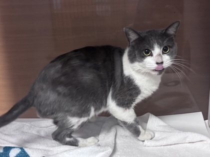 Shelter Stray Male Cat last seen Near Walden brooks dr, lithonia GA 30038, 30038, GA, 3280 Chamblee Dunwoody Rd, Chamblee, GA 30341, USA