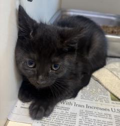 Shelter Stray Male Cat last seen Near Winters Chapel Rd Atlanta, GA 30360, 30360, GA, 3280 Chamblee Dunwoody Rd, Chamblee, GA 30341, USA