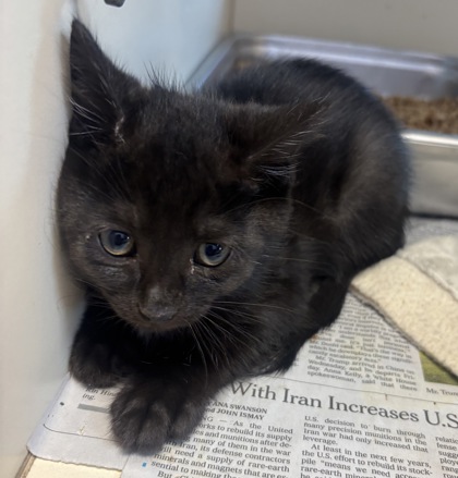 Shelter Stray Male Cat last seen Near Winters Chapel Rd Atlanta, GA 30360, 30360, GA, 3280 Chamblee Dunwoody Rd, Chamblee, GA 30341, USA