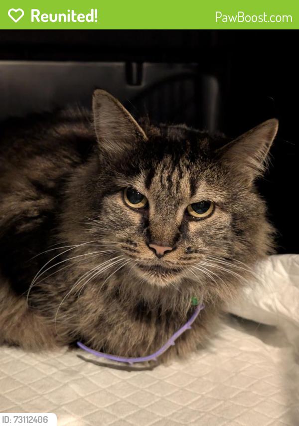 Reunited Unknown Cat last seen Andrea Drive, Brunswick, OH 44212