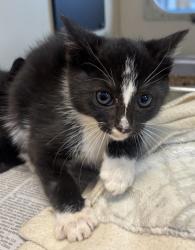 Shelter Stray Male Cat last seen Near Winters Chapel Rd Atlanta, GA 30360, 30360, GA, 3280 Chamblee Dunwoody Rd, Chamblee, GA 30341, USA