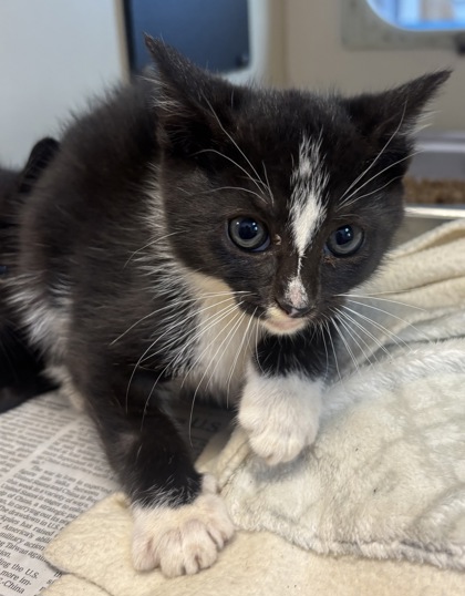 Shelter Stray Male Cat last seen Near Winters Chapel Rd Atlanta, GA 30360, 30360, GA, 3280 Chamblee Dunwoody Rd, Chamblee, GA 30341, USA