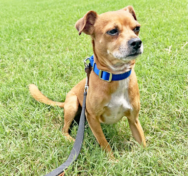 Shelter Stray Male Dog last seen Near King Street, Hampton, VA, 5843 Jefferson Ave, Newport News, VA 23605, USA