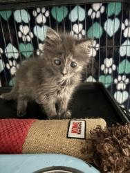 Shelter Stray Female Cat last seen Near Belair Rd, 21206, MD, 301 Stockholm St, Baltimore, MD 21230, USA