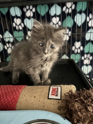 Shelter Stray Female Cat last seen Near Belair Rd, 21206, MD, 301 Stockholm St, Baltimore, MD 21230, USA