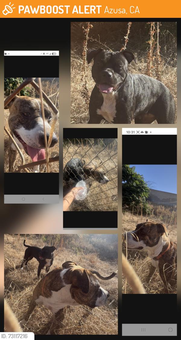 Found/Stray Unknown Dog last seen Off the 210E, Vernon freeway entrance, Azusa, CA 91702