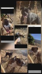 Found/Stray Unknown Dog last seen Off the 210E, Vernon freeway entrance, Azusa, CA 91702