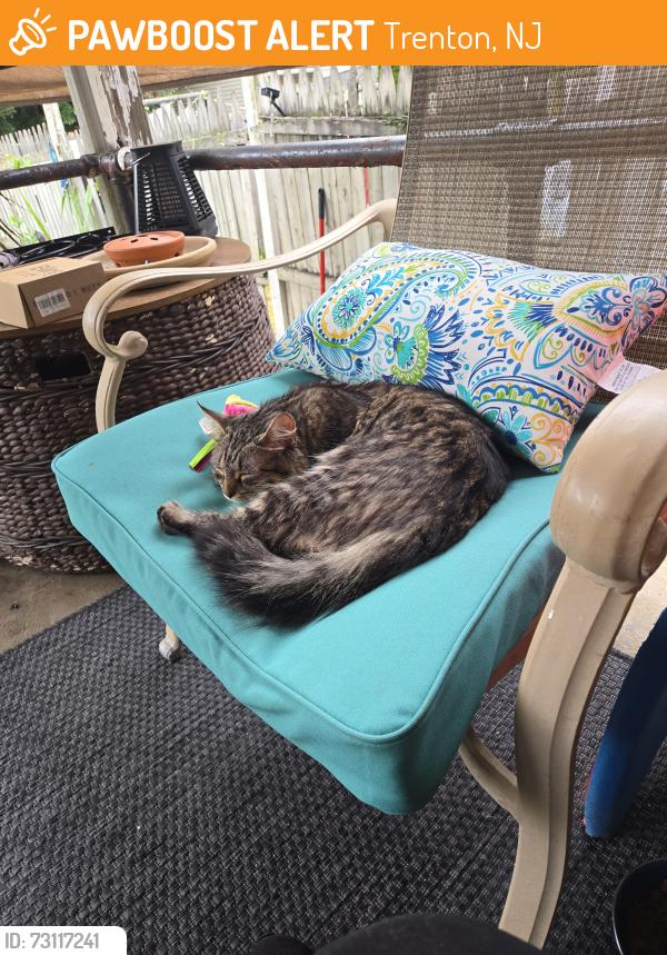 Found/Stray Female Cat last seen Mulberry St Trenton NJ, Trenton, NJ 08638