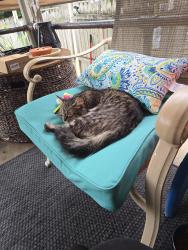 Found/Stray Female Cat last seen Mulberry St Trenton NJ, Trenton, NJ 08638